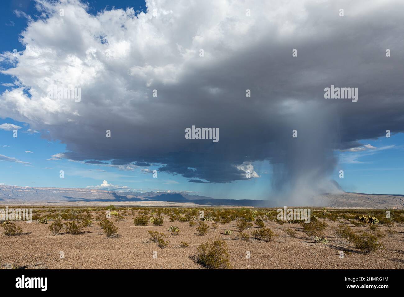 Monsunregen in der Chihuahuan-Wüste sind tendenziell intensiv und stark lokalisiert. Stockfoto