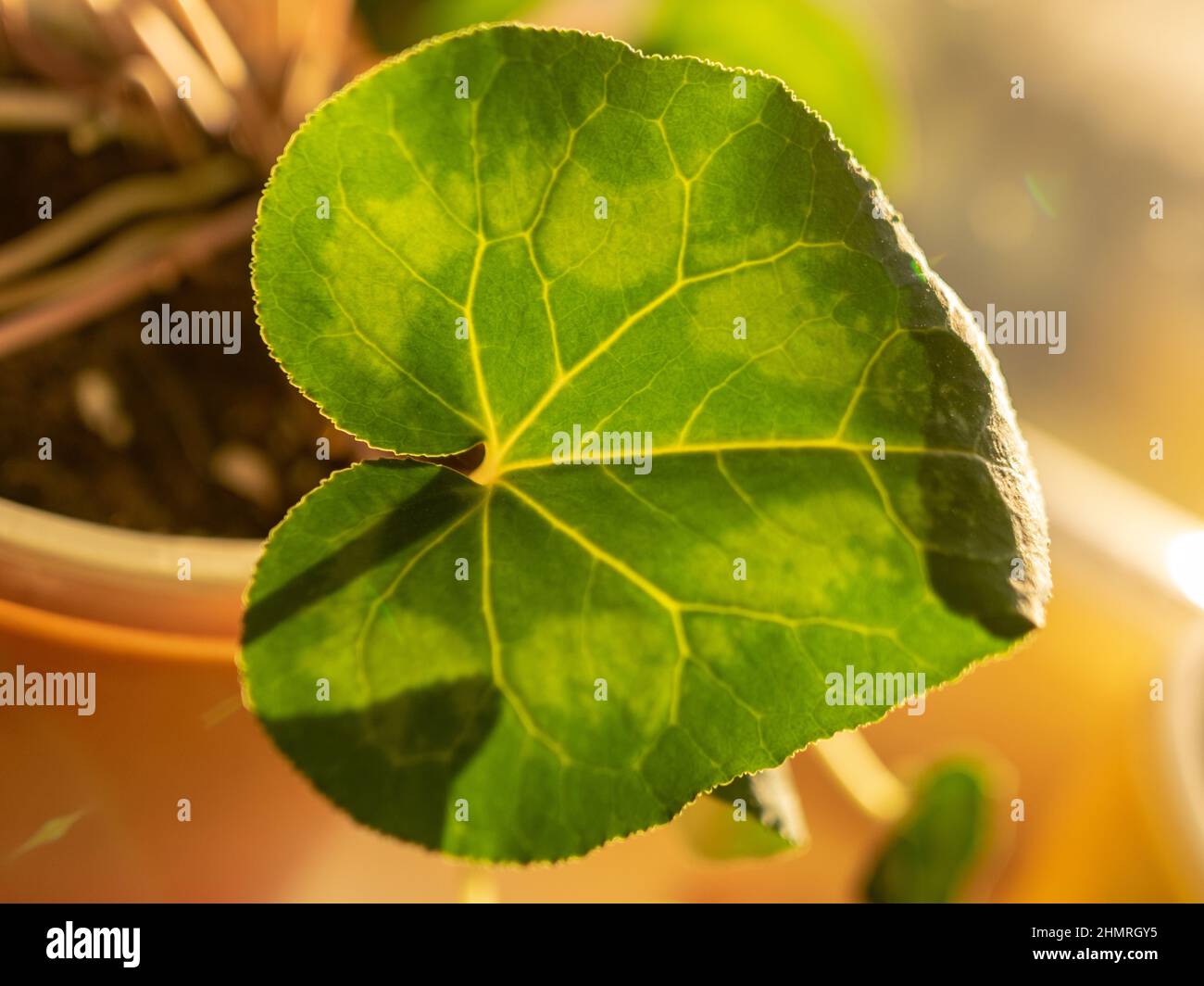 Leuchtend grüne Blatttextur, verschwommener Hintergrund und verschwommener Vordergrund Stockfoto