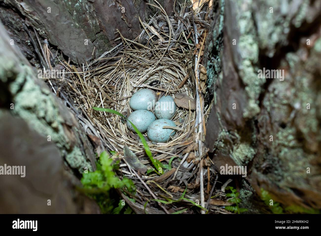 Turdus viscivorus. Das Nest des Mistle Thrush in der Natur. Russland, die Region Rjasan Stockfoto