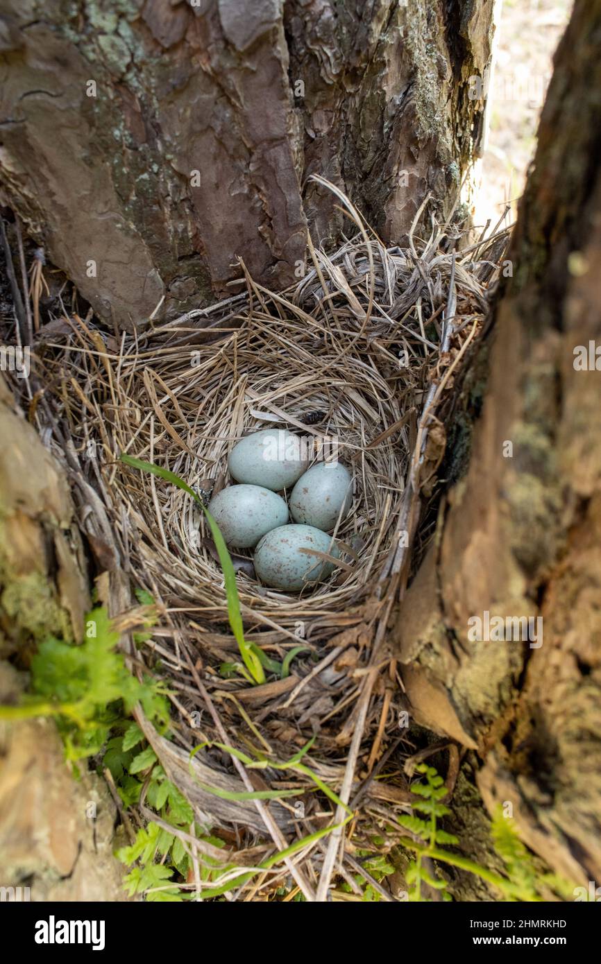 Turdus viscivorus. Das Nest des Mistle Thrush in der Natur. Russland, die Region Rjasan Stockfoto