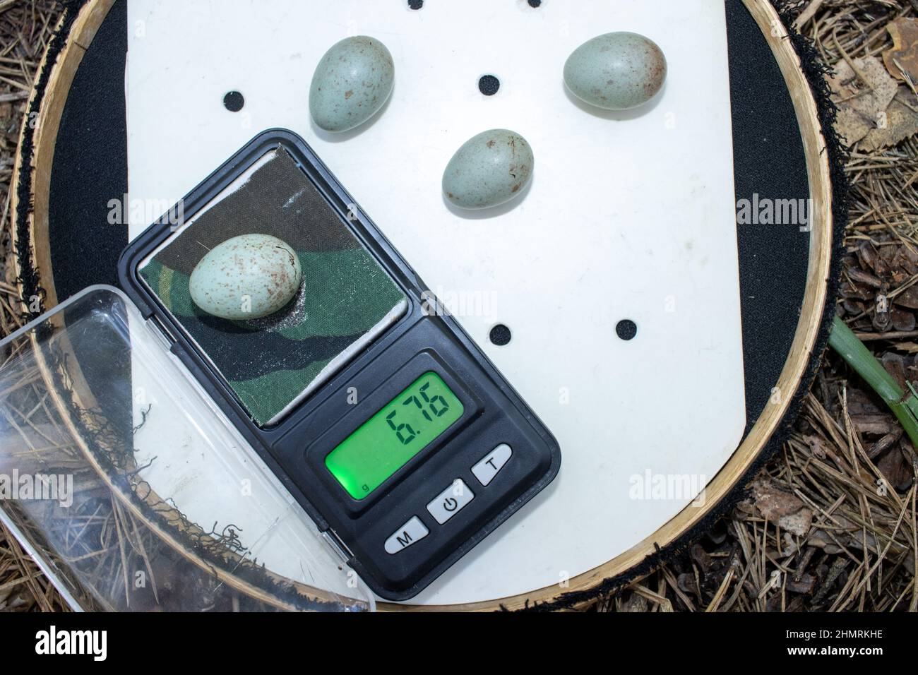 Turdus viscivorus. Die Eier des Mistle Thrush. Russland Stockfoto