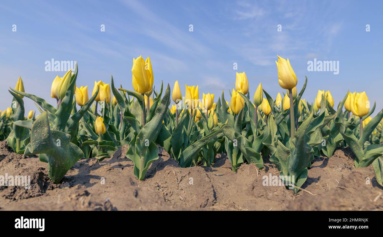 Gelbe Tulpen wachsen an einem sonnigen Frühlingstag auf einem Feld in Holland mit einem blauen Himmel darüber. Stockfoto