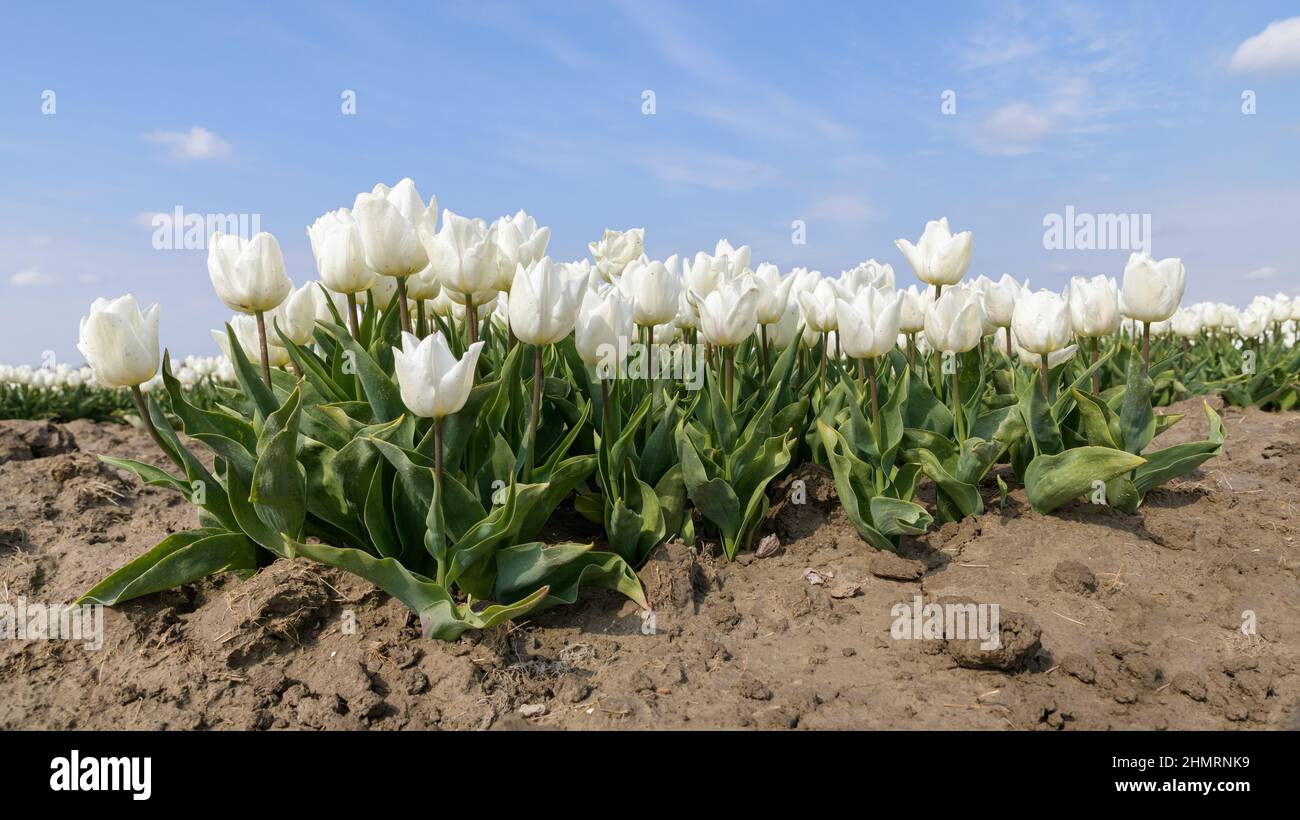 Weiße Tulpen wachsen an einem sonnigen Frühlingstag auf einem Feld in den Niederlanden mit einem blauen Himmel darüber. Stockfoto
