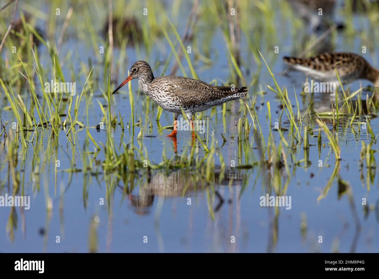 Rotschenkel (Tringa totanus). Russland, die Region Rjasan Stockfoto