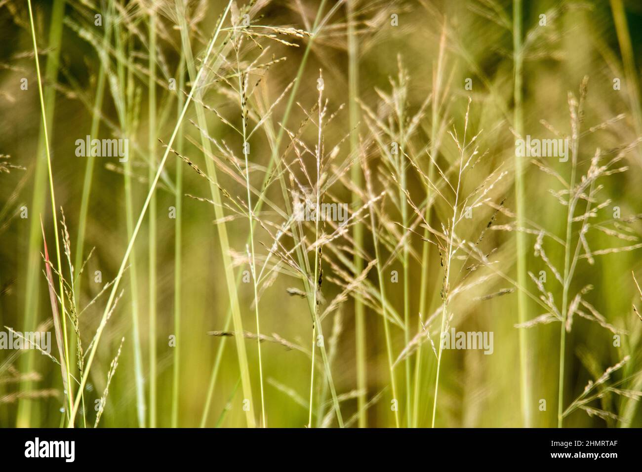 Lalang im Morgenlicht mit einem Zucken von Grün Stockfoto