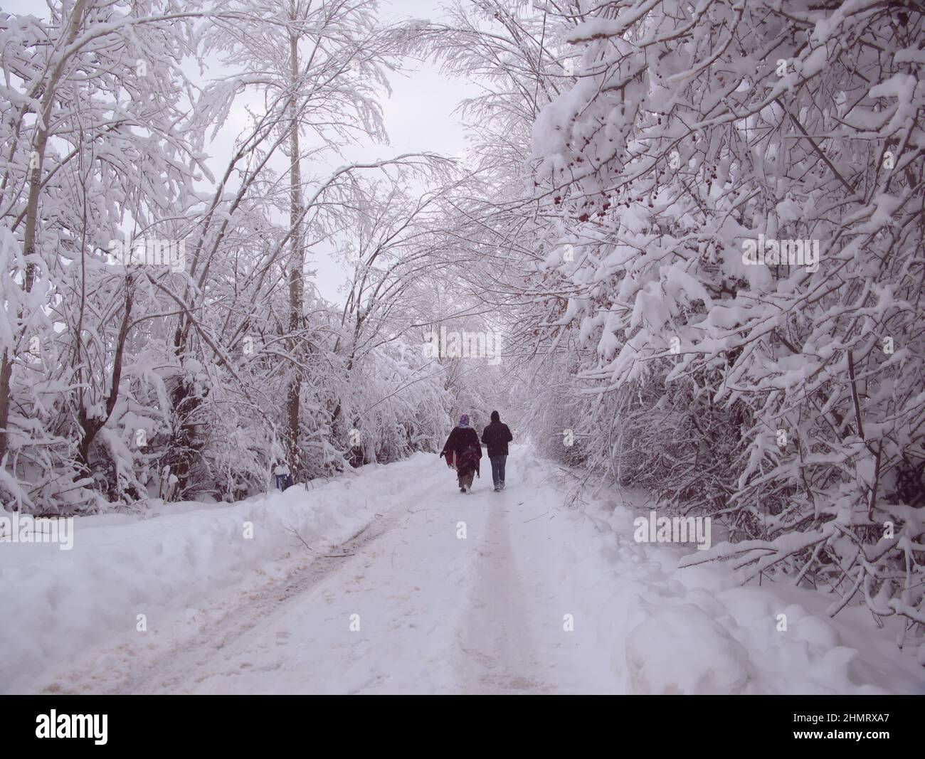 Eine Straße mit Bäumen auf beiden Seiten und komplett mit Schnee bedeckt, und ein Mann und eine Frau gehen auf dieser Straße, ihre Gesichter unsichtbar. Ein schneebedeckter Winter ph Stockfoto