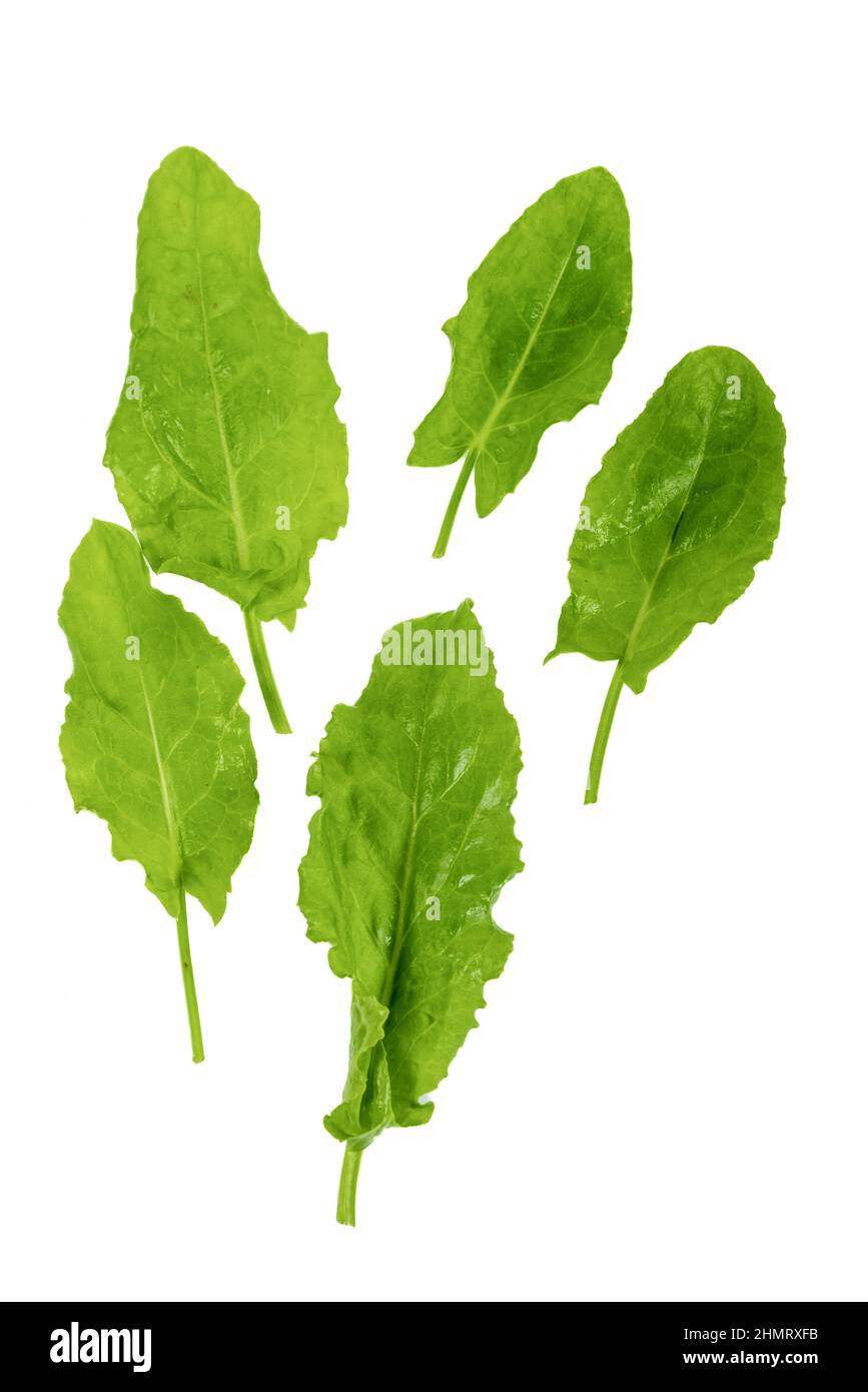 Neues Erntegrün-Sauerampfer auf einem isolierten weißen Hintergrund Stockfoto
