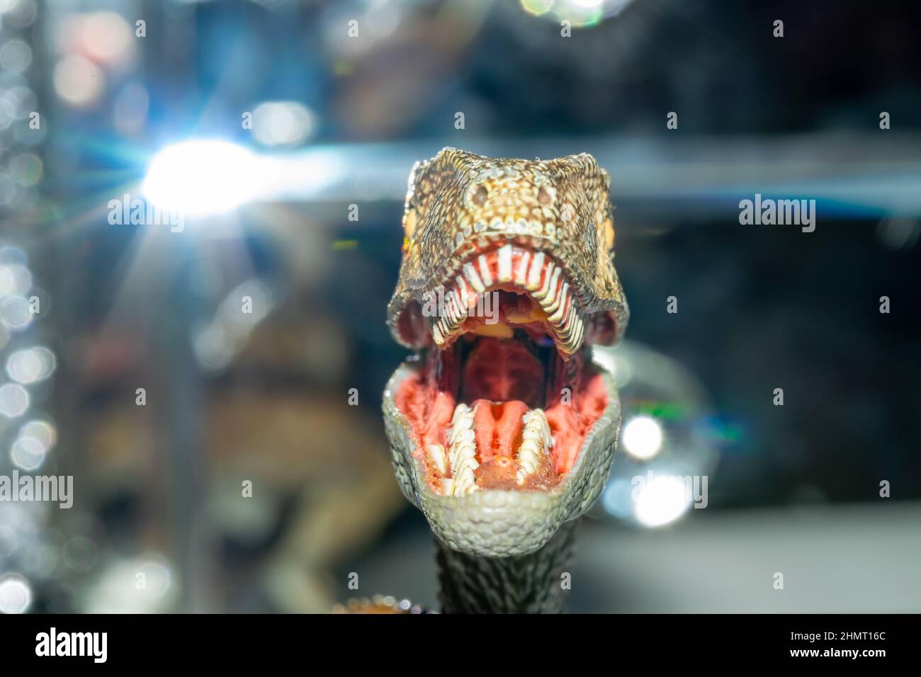 Angriff eines Velociraptor-Profil Nahaufnahme Gesicht Mund weit geöffnet. Gelbe Augen, weiße Zähne, rote Zunge, Schleimhaut, Kehle. Verschwommene Hintergrundbeleuchtung. Stockfoto