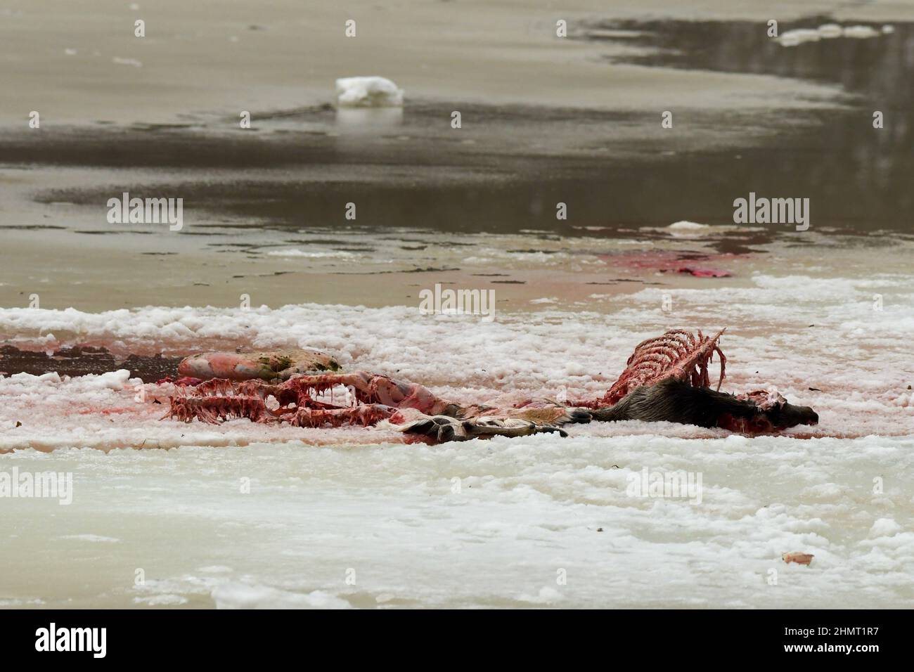 Kadaver eines von Wölfen getöteten Hirsches. Bieszczady-Gebirge, Karpaten, Polen. Stockfoto