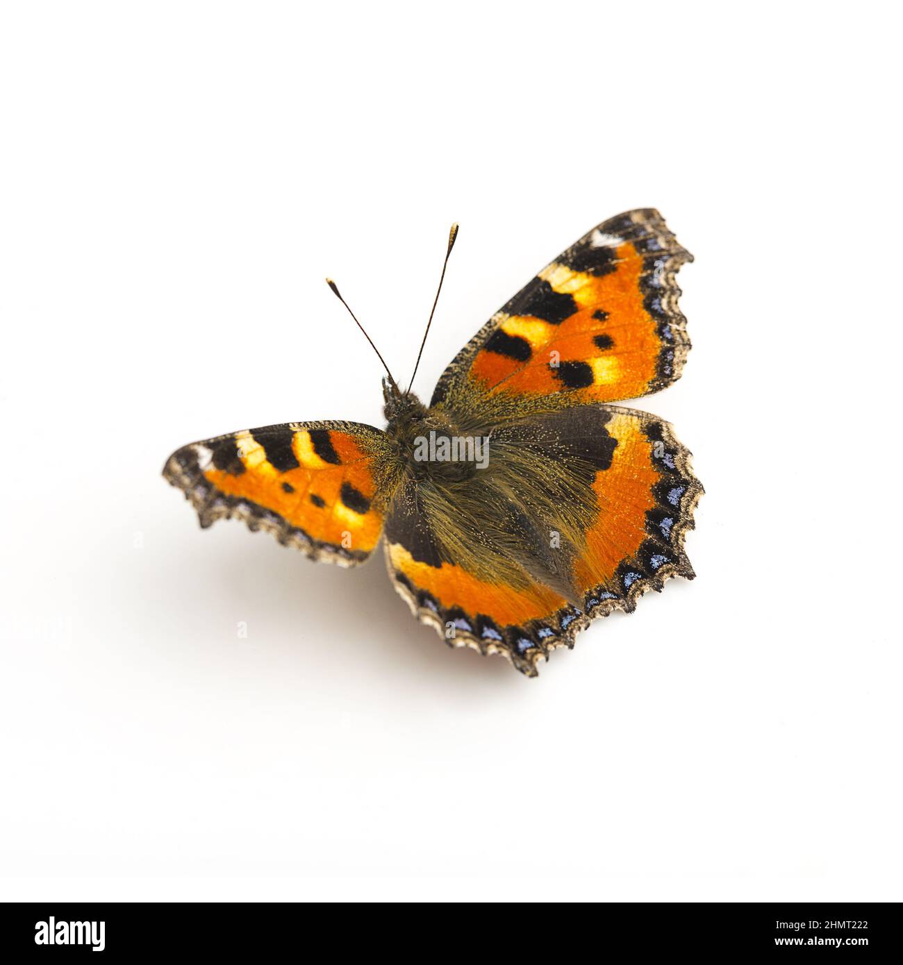 Schmetterlingsorange schwarze Flecken Majesticsensor auf weißem Hintergrund Stockfoto