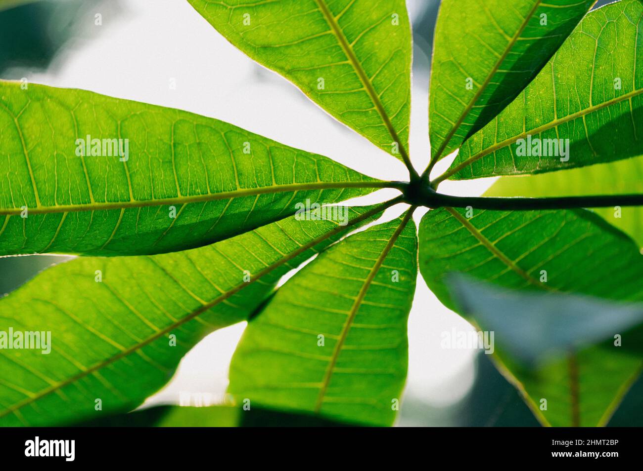 Tropische Blätter bunte Blume auf dunklen tropischen Pflanzen Natur Hintergrund dunkelgrünes Laub Natur Stockfoto
