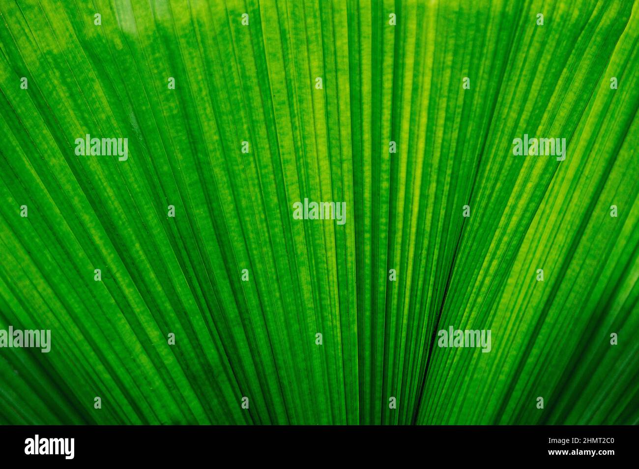 Tropische Blätter bunte Blume auf dunklen tropischen Pflanzen Natur Hintergrund dunkelgrünes Laub Natur Stockfoto
