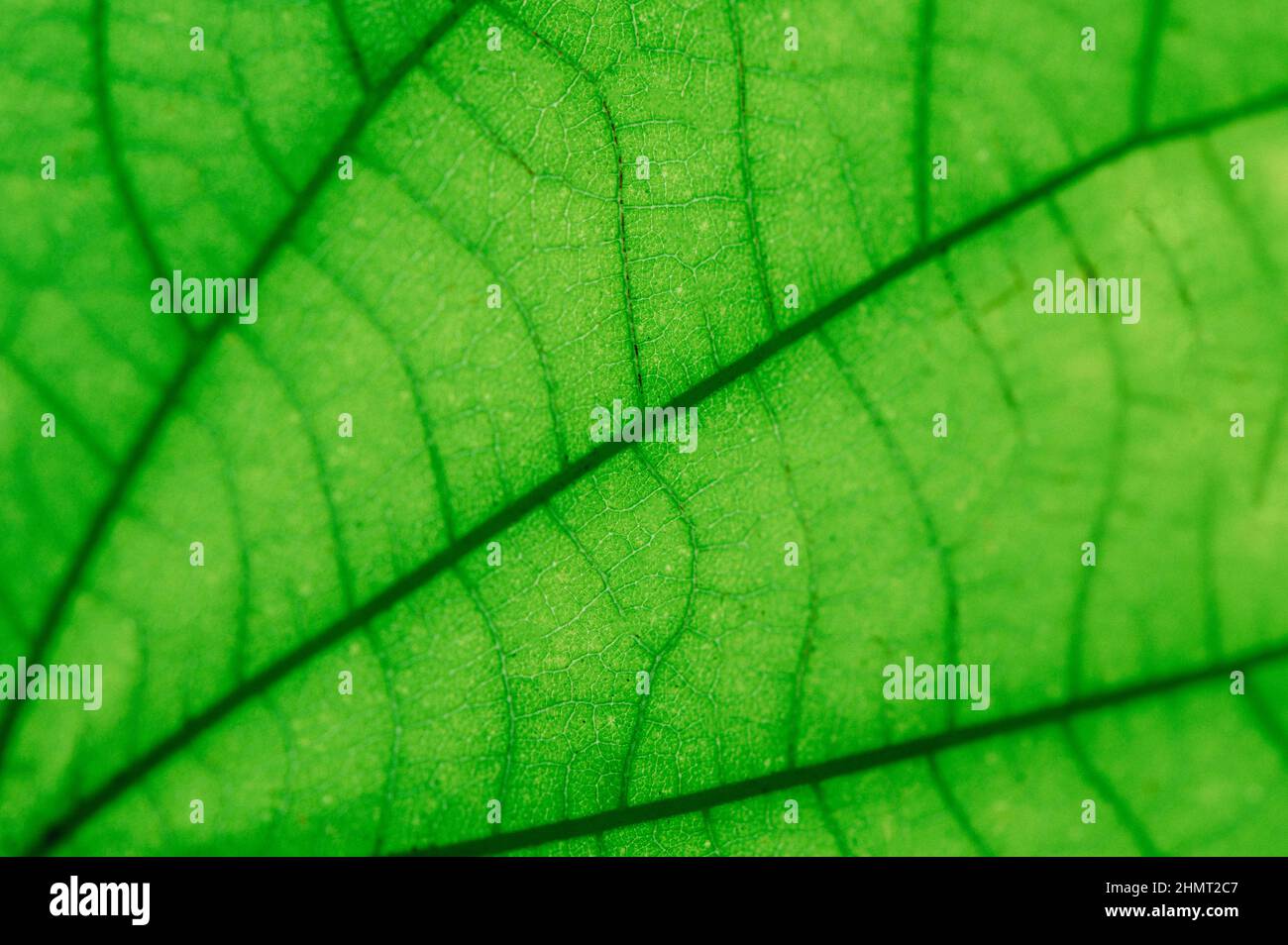 Tropische Blätter bunte Blume auf dunklen tropischen Pflanzen Natur Hintergrund dunkelgrünes Laub Natur Stockfoto