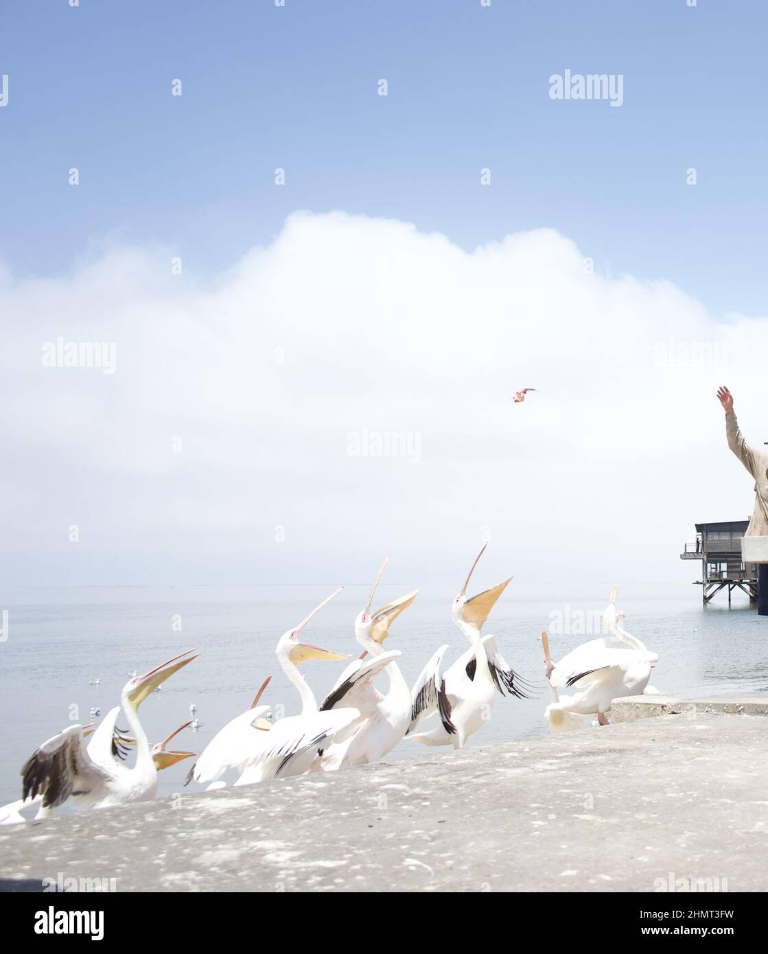 Gruppe von Pelikanen, die Fische am Meer fangen Stockfoto