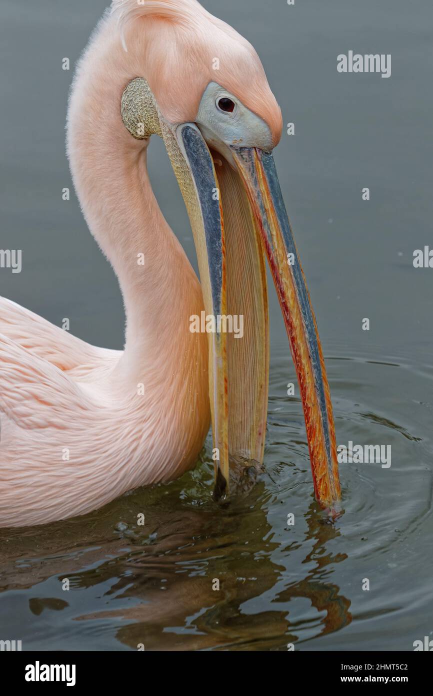 Ein riesiger Schnabel des Pelikans in grauen Gewässern Stockfoto