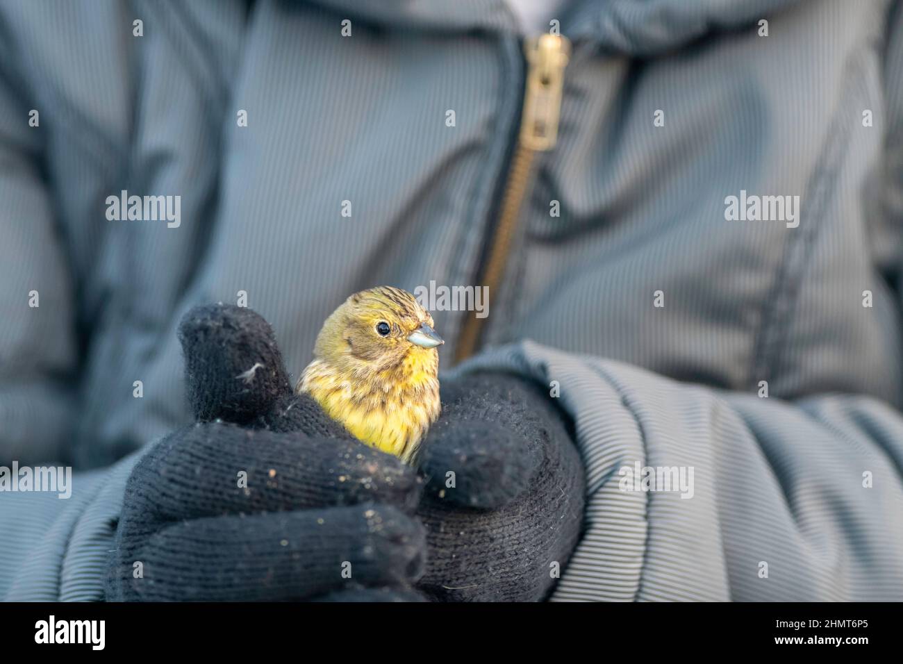Die Frau hat einen verletzten Gelbhammer in ihren Händen und wärmt ihn Stockfoto