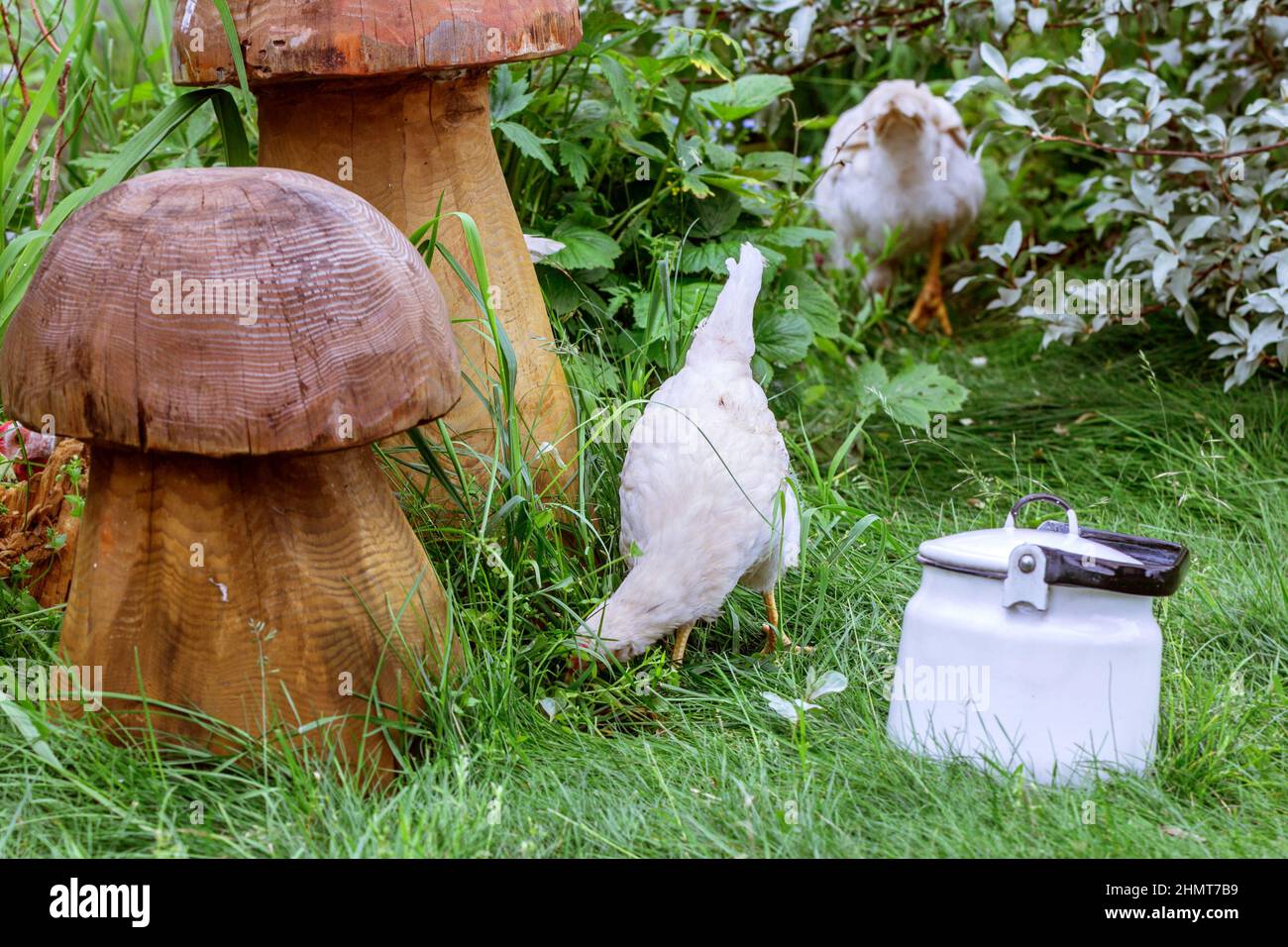 Echte Haushühner im grünen Grasgarten am Sommertag Stockfoto