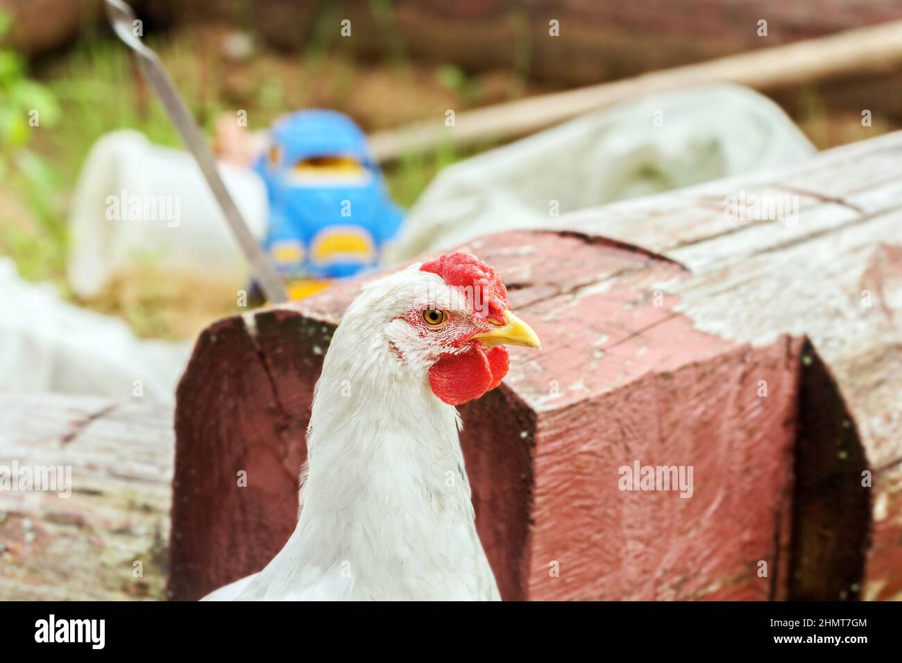Echtes weißes Huhn mit rotem Jakobsmuschel im Hinterhof am Tag Stockfoto