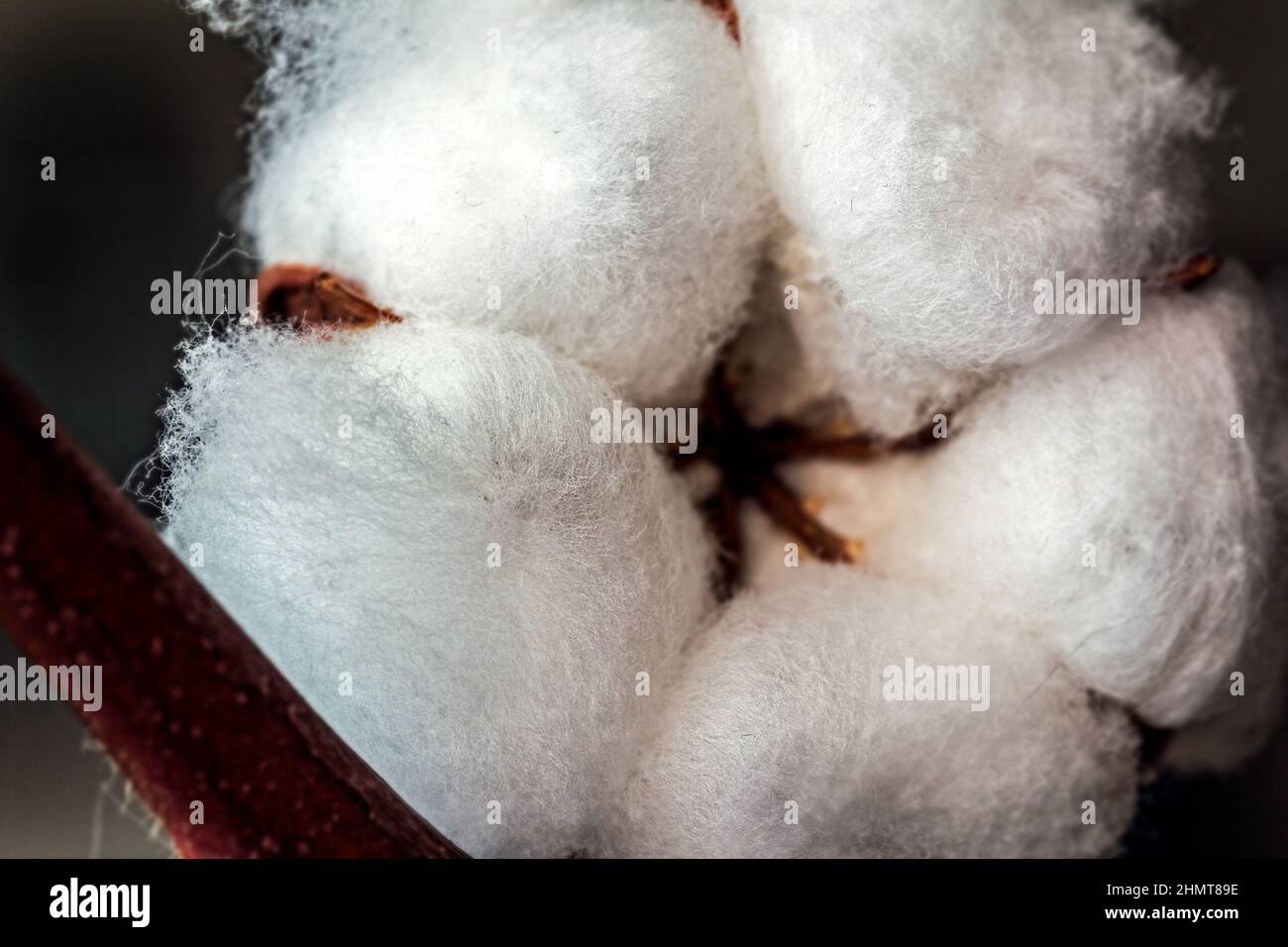 Echte charmante weiße Baumwollblume groß wie Symbol der Besatzung und positiv Stockfoto