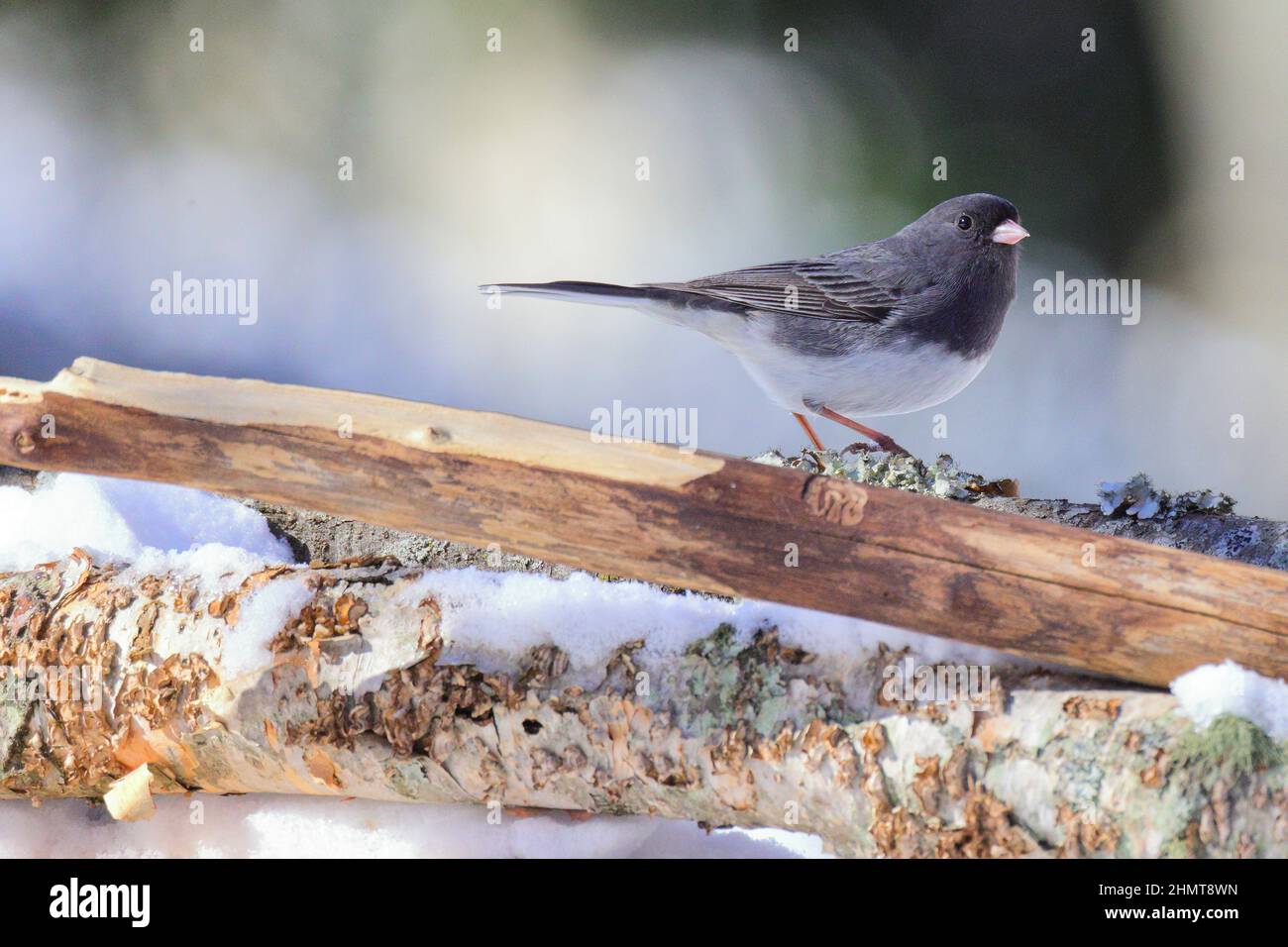 Nahaufnahme eines dunkeläugigen junco, der auf einem Baumstamm mit verschwommenem Hintergrund steht Stockfoto