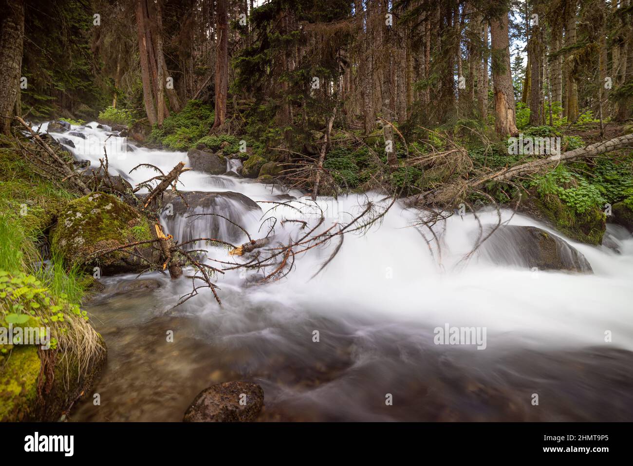 Mountain River im Wald. Wunderschöne Naturlandschaft. Stockfoto