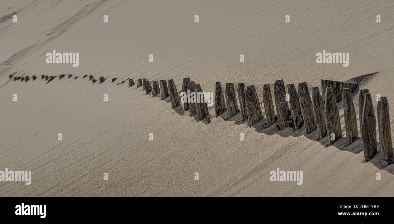 Ganivelles recouvertes par les Dunes de Sables sur la Route blanche entre le Hourdel et Cayeux sur mer. Stockfoto