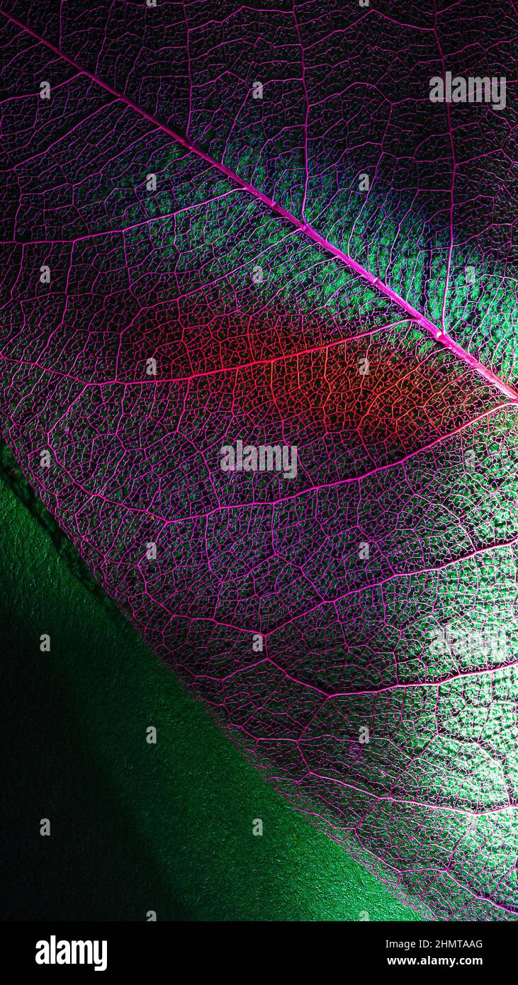 Skelett Blatt Textur beleuchtet durch das Prisma vertikale Nahaufnahme. Umwelt organisches Material texturierten Hintergrund. Biophile authentische Zusammensetzung in lowke Stockfoto