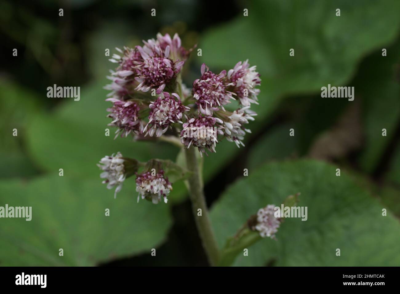 Die duftenden Blüten des Winter Heliotrop (Petasites fragrans) Stockfoto