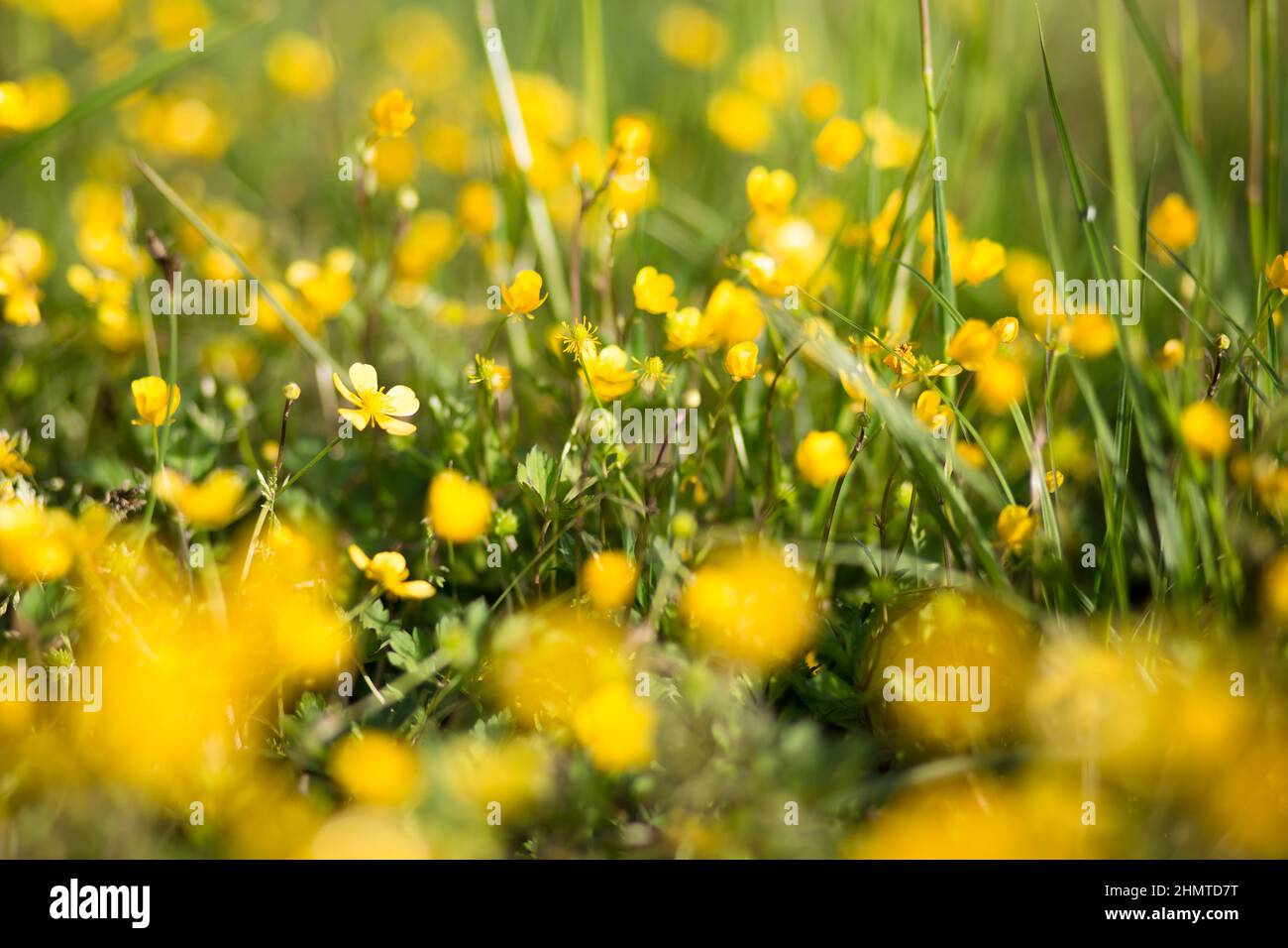 Foto im Freien von kleinen gelben Blumen, Gras Stockfoto