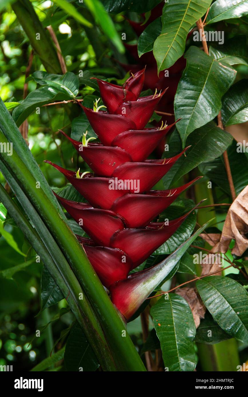 Heliconia caribaea ist eine krautige mehrjährige Heliconia, die in der Karibik beheimatet ist und dort im Regenwald wächst. Stockfoto