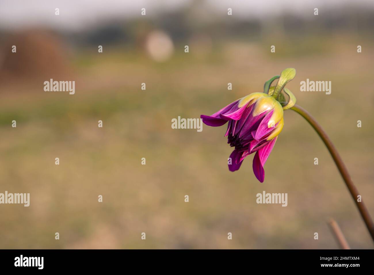 Schöne rosa Farbe Blütenknospen mit verschwommenem Hintergrund. Frühlings-Blütenknospe. dahlia-Blütenknospe natürliche Ansicht. Stockfoto