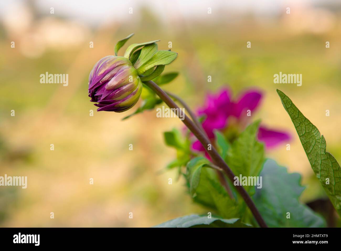 Schöne rosa Farbe Blütenknospen mit verschwommenem Hintergrund. Frühlings-Blütenknospe. dahlia-Blütenknospe natürliche Ansicht. Stockfoto