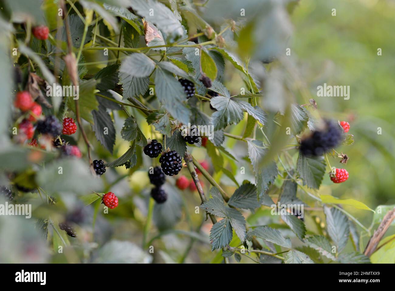 Reife Brombeeren auf der Rebe im Sommer Stockfoto