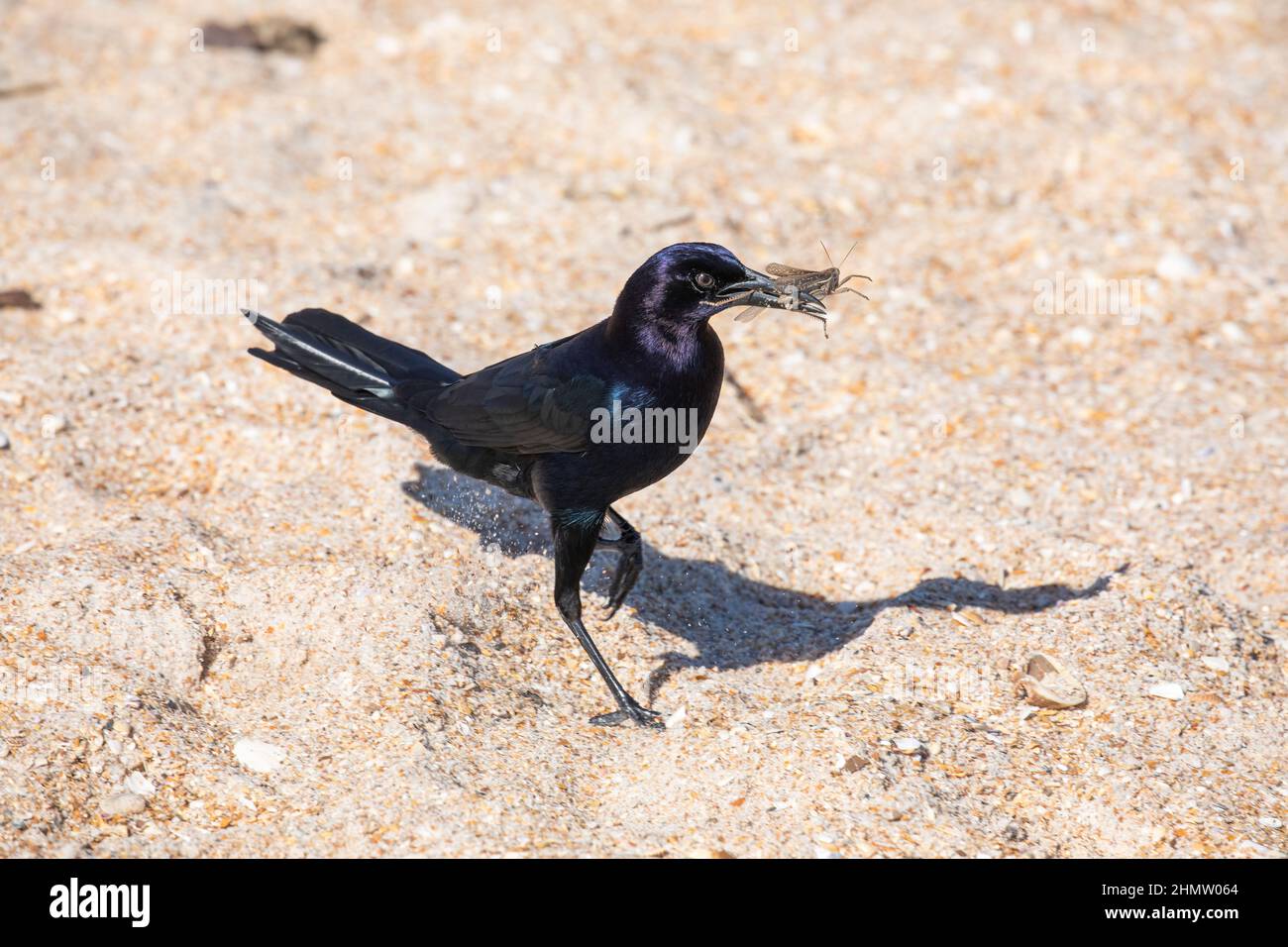 Ein männlicher, mit einem Boot schwänzter Grackel, der am Strand in St. Augustine, Florida, mit einem großen Insekt im Schnabel steht. Stockfoto