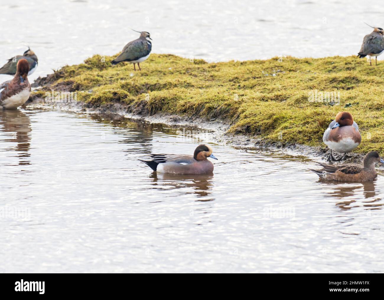 Eurasian Wigeon, anas penelope, bei Leighton Moss, Lake District, Großbritannien mit einem Vogel, der Zwischenmerkmale zwischen Eurasian und American Wigeon zeigt. Stockfoto