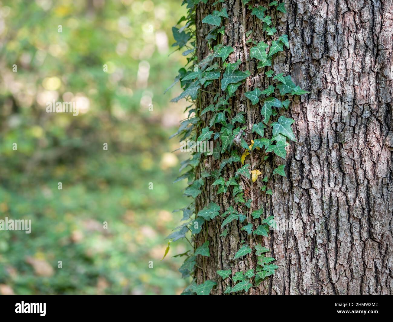 Grne Efeu-Bltter auf der Baumrinde im Wald Stockfotografie - Alamy