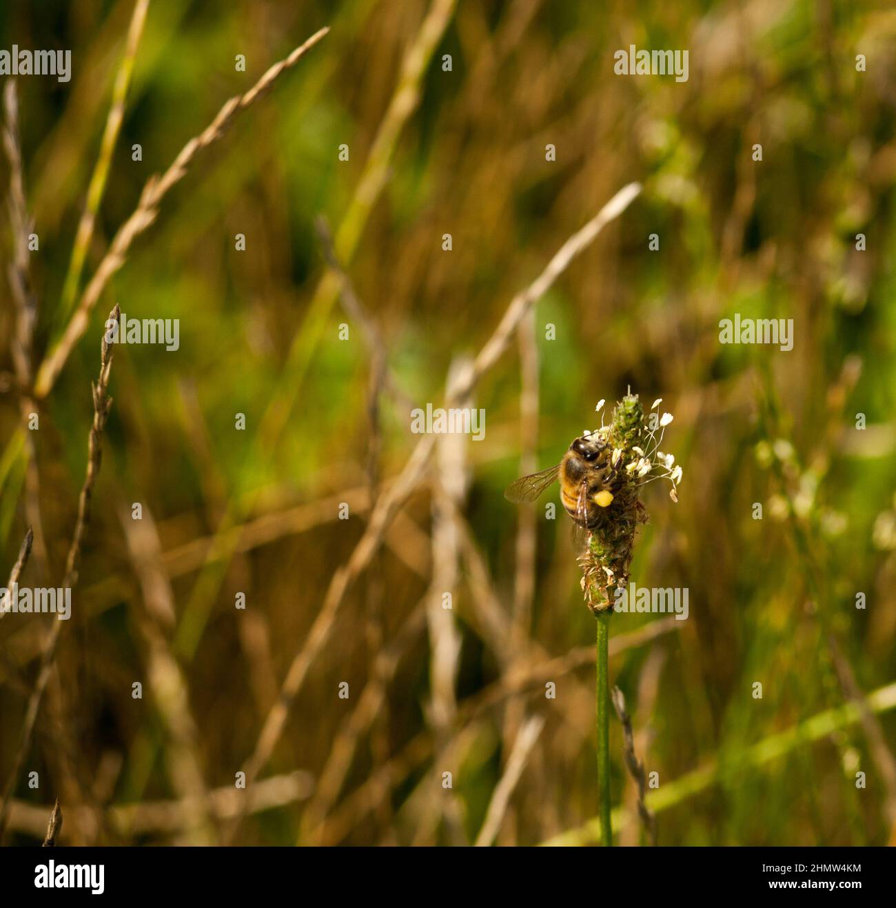 Honigbiene sitzt auf einer Blume sammeln Stockfoto
