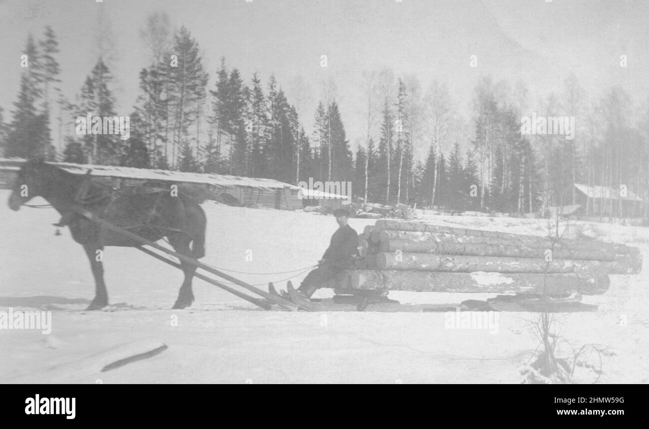 Anfang des 20.. Jahrhunderts authentisches Vintage-Foto des Mannes, der auf einem Pferdeschlitten sitzt, der Holzstämme transportiert, Schweden Stockfoto