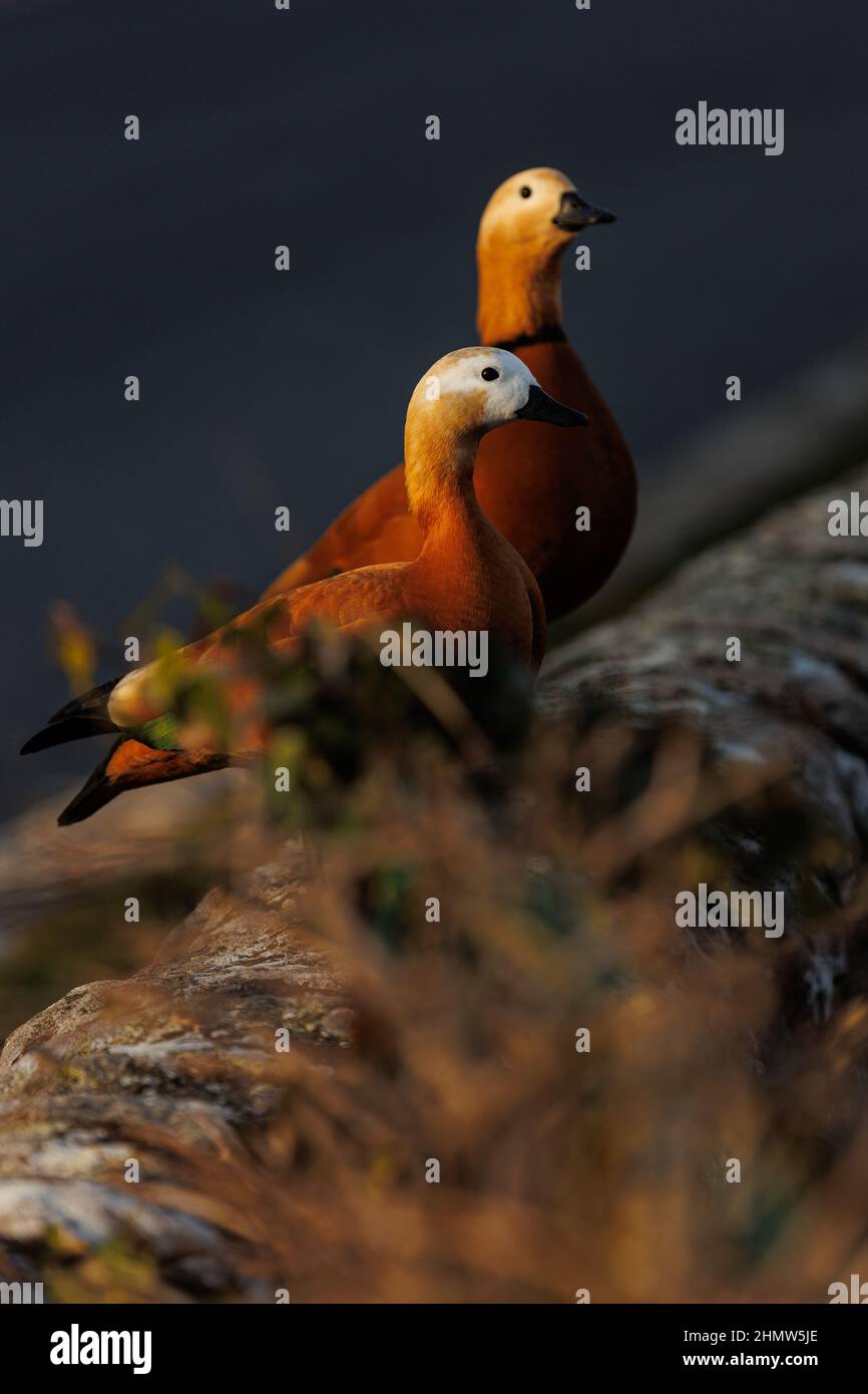 Zwei schöne bunte Enten auf dunklem Hintergrund Stockfoto