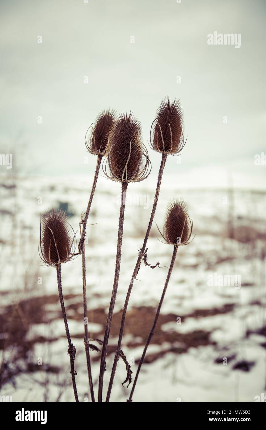 Europa, Frankreich, Lozère, chardon dans la neige Stockfoto