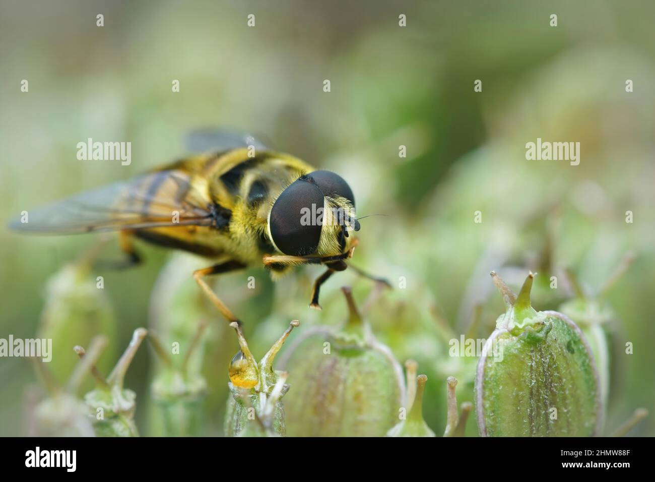Frontale Nahaufnahme der gelbhaarigen oder Batman-Schwebfliege, Myathropa florea auf der Vegetation im Garten sitzend Stockfoto
