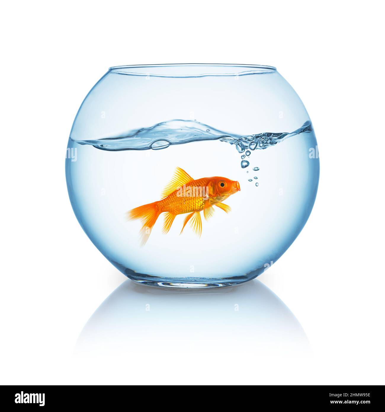 Schreiender Goldfisch in einer Schüssel Stockfoto