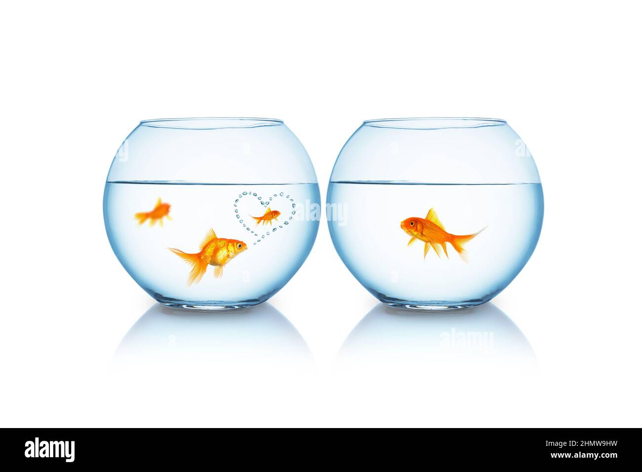 Goldfisch ist in einen anderen verliebt Stockfoto