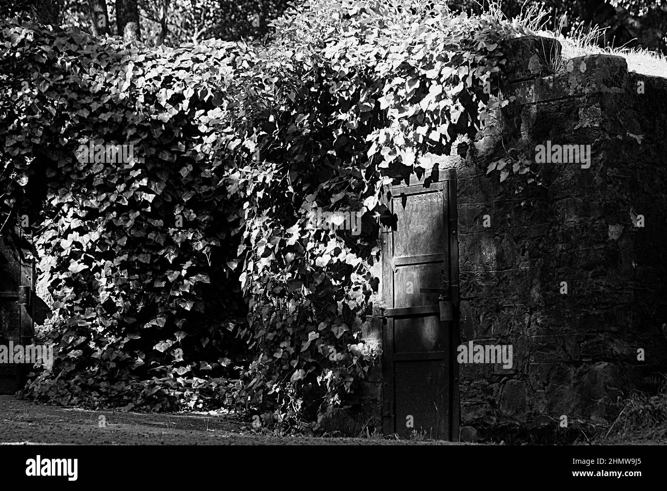 Schwarz-Weiß-Foto von Steinfront Zimmer mit alten Holztür in Hillside gebaut und mit Efeu bedeckt Stockfoto