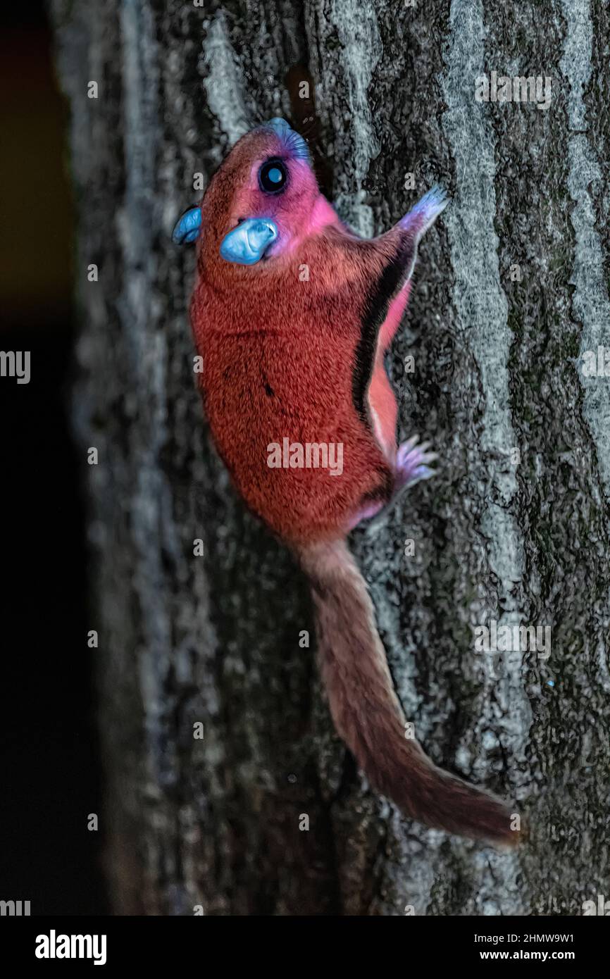 Southern Flying Squirrel, Glaucomys Volans, zeigt eine Biofluoreszenz, wenn sie von einer 365 nm UV-Lichtquelle beleuchtet wird, Central Michigan, USA Stockfoto