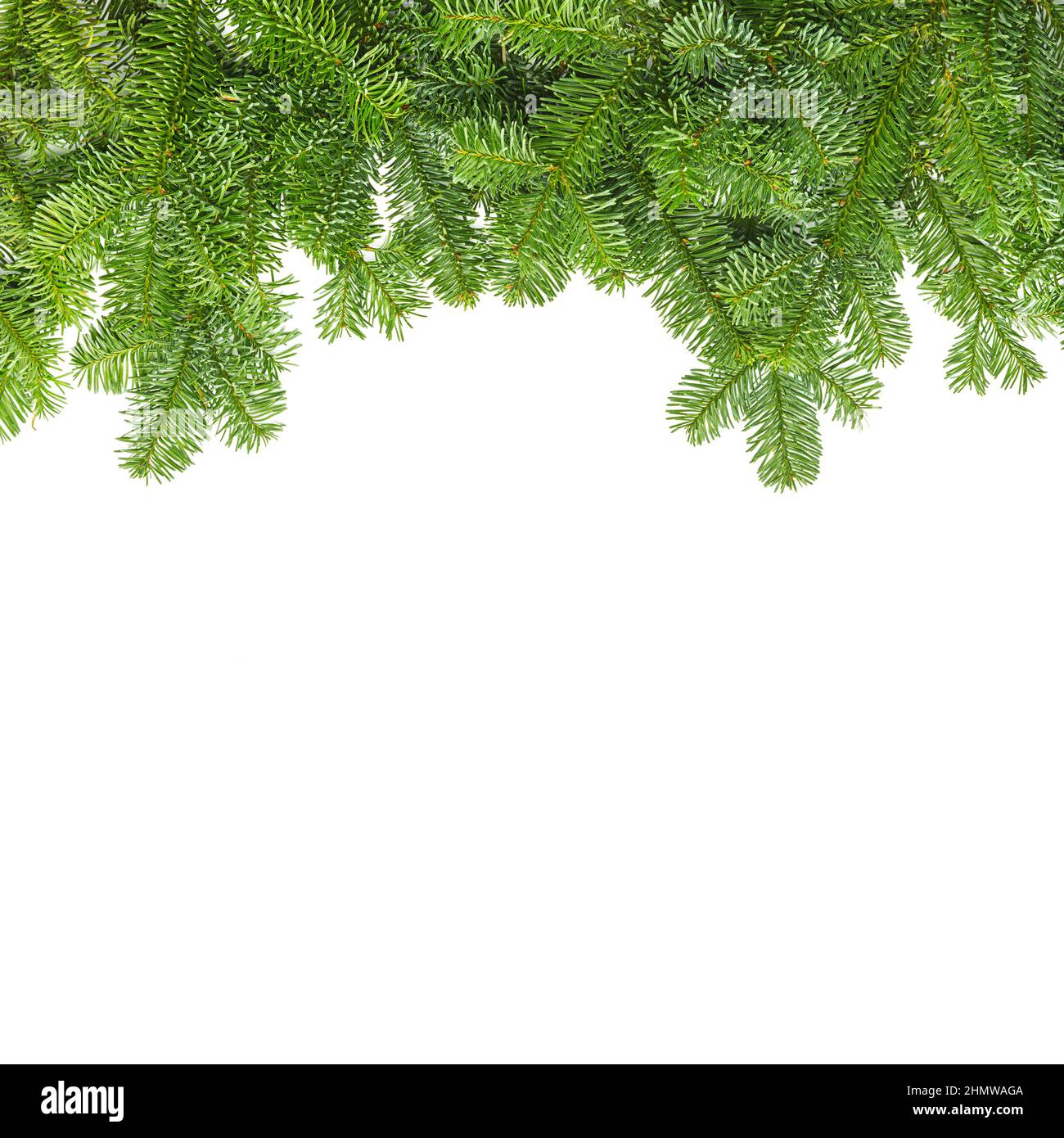 Enge Tannenäste Stockfoto