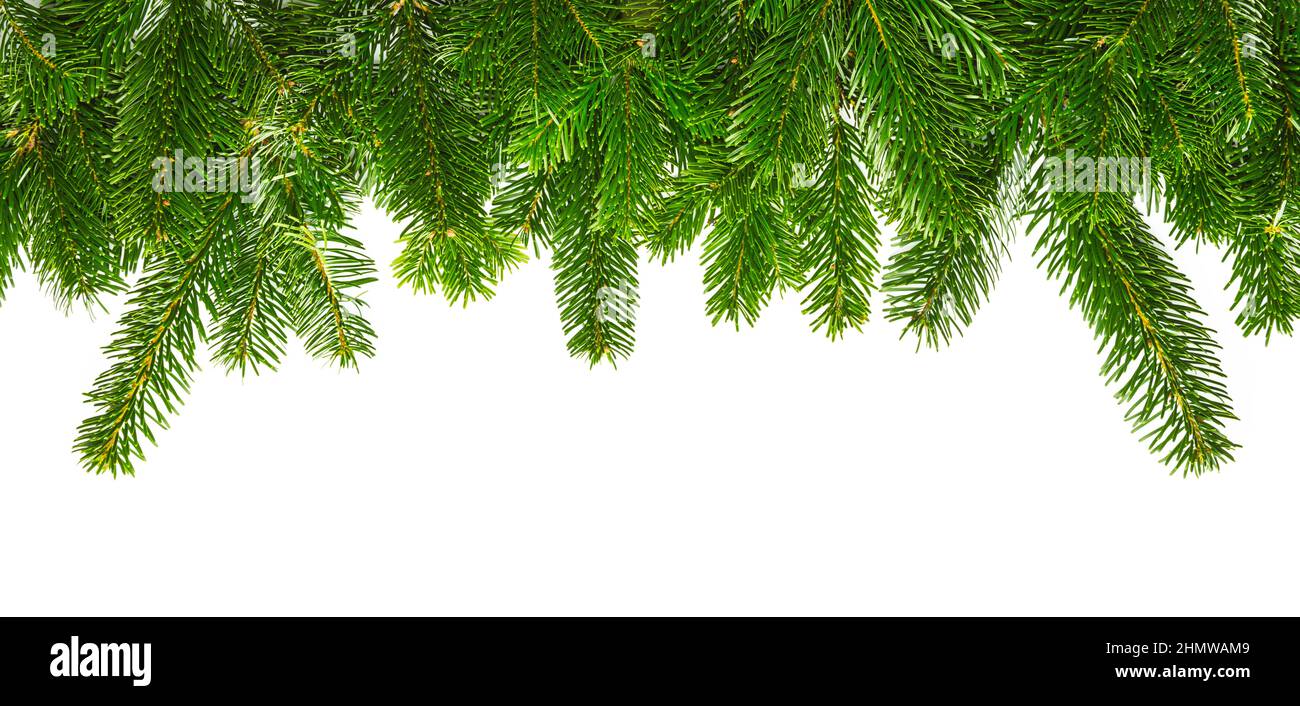 Enge Tannenäste zu weihnachten Stockfotografie