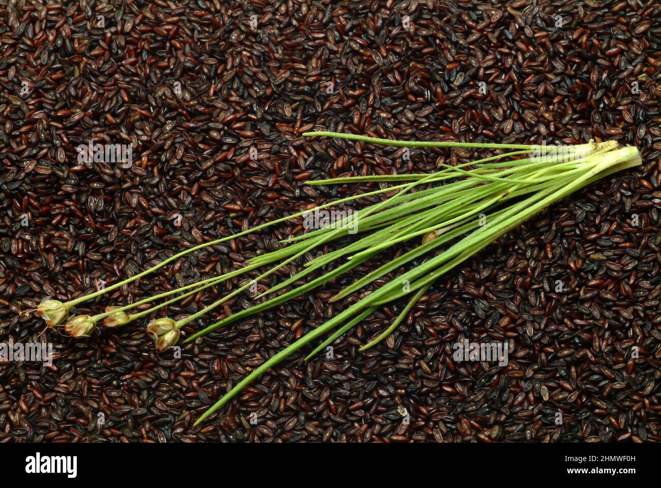 Plantago ovata, Pflanzenart aus der Gattung der Wegeriche, Plantago, die Samen der Pflanzen werden unter dem Namen Indische Flohsamen oder Flohsamensc Stockfoto