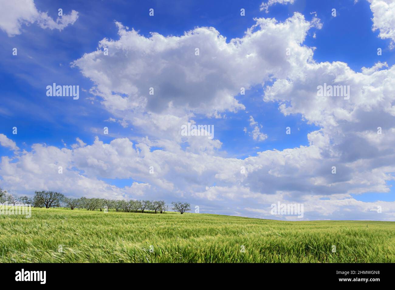 Frühling. Zwischen Apulien und Basilikata: Hügelige Landschaft mit grünen Kornfeldern in Italien. Stockfoto