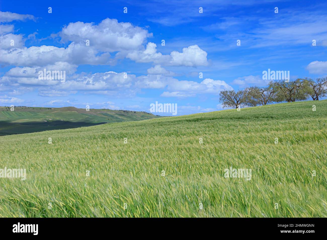 Frühling. Zwischen Apulien und Basilikata: Hügelige Landschaft mit grünen Kornfeldern in Italien. Stockfoto